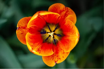 Gevlamde tulp, de foto
