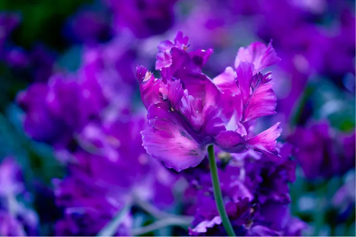 Paarse papegaaitulp met gefranjerde blaadjes tussen wazige paarse tulpen