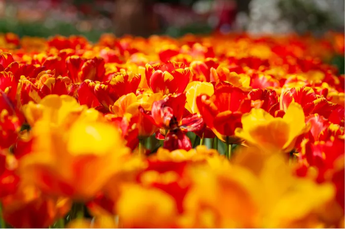 Veld met rode, oranje en gele tulpen op bloemhoogte