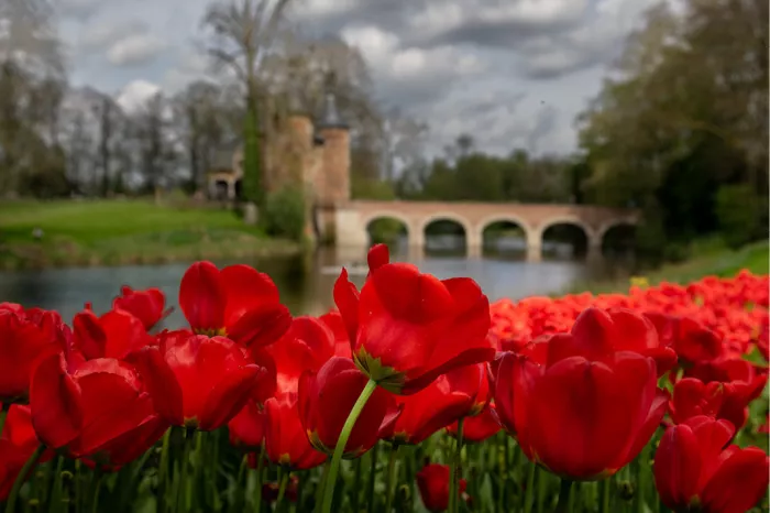 Rode tulpen voor het kasteel van Groot-Bijgaarden met boogbrug en vijver