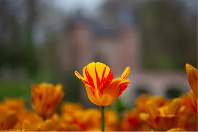 Focus op de tulp, de foto