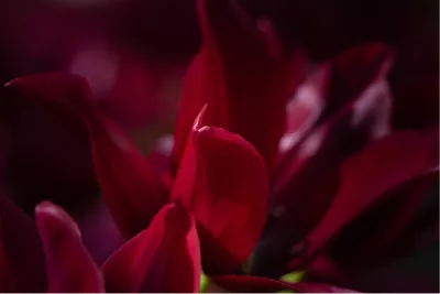 Dahlia detail, de foto