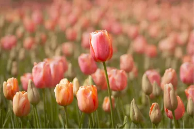 Pasteltulpen, de foto