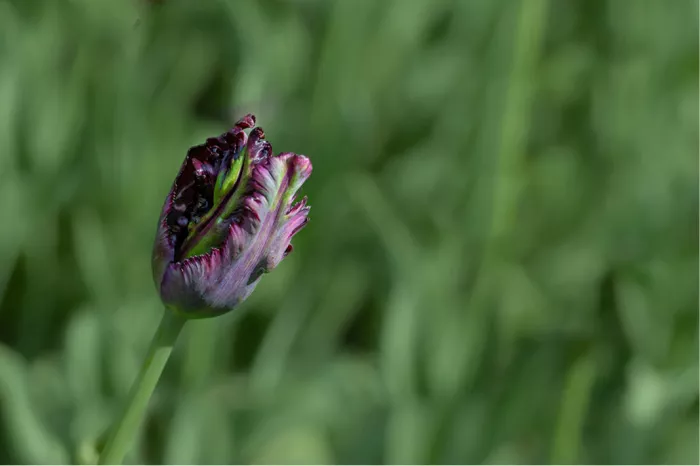 Donkerpaarse parkiettulp in knop tegen een wazige groene achtergrond