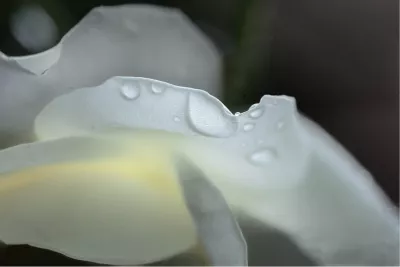 Macro rozenblad, de foto