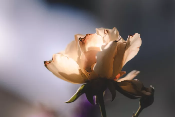 Een roos van het type 'Peace' (Rosa 'Peace'). Dit is een bekende hybride theeroos die wordt gekenmerkt door de grote, geurende bloemen met zachte geel- en roze tinten