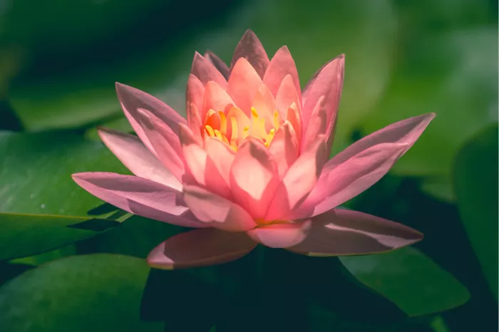 Waterlelies zijn vaste planten die vele jaren meegaan en in de herfst afsterven om in de lente weer uit te lopen. 