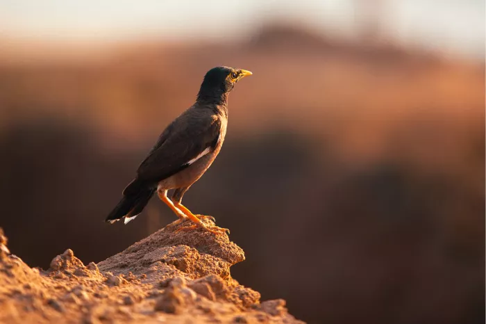 Een maina (Acridotheres tristis), een vogel die oorspronkelijk uit Azië komt. De vogel heeft een bruin lichaam, een zwarte kop en een opvallende gele snavel en poten. 