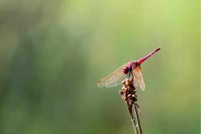 Moeraslibel, de foto