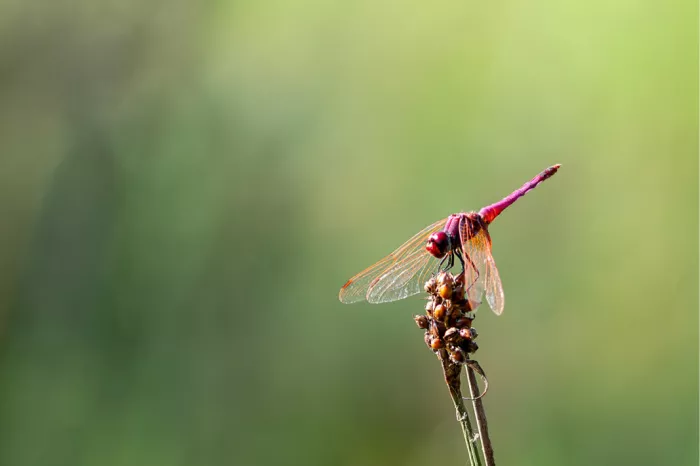 Dit is een karmozijnrode moeraslibel (Trithemis aurora), deze libel wordt vaak gezien in de buurt van water, zoals moerassen, vijvers, kanalen en langzaam stromende rivieren. 