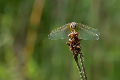 Dropwing 2, de foto