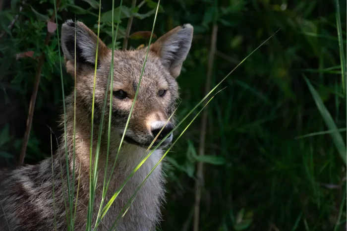Hondachtige met grijsbruine vacht die tussen hoge grassprieten opzij kijkt