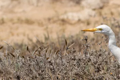 Reiger komt piepen, de foto