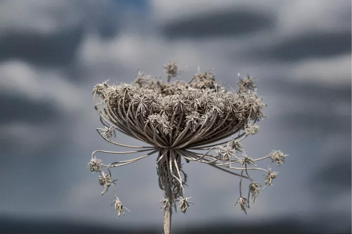 Uitgebloeid bloemscherm van verdorde wilde peen tegen een blauwgrijze lucht