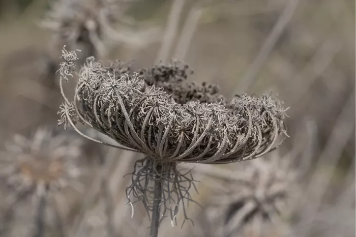 Ingekruld zaadscherm van verdorde wilde peen tussen andere droge planten