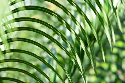 Oerpalm, de foto