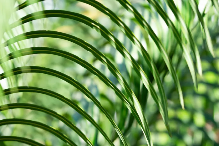 Dit is een Cycas, ook bekend als de sagopalm. Hoewel de plant op een palm lijkt, behoort hij tot de cycaden, een groep planten die ouder is dan de dinosaurussen. 