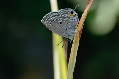 Cycad blue 2, de foto