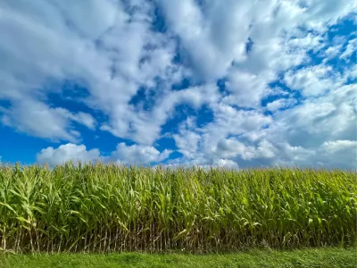 Veld onder de blauwe hemel, de foto