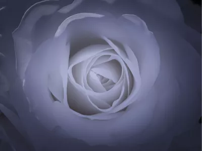 Dreaming of a rose, de foto