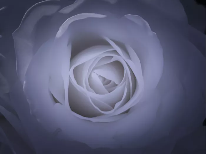 Witte roos van dichtbij in koele lila en blauwgrijze tinten