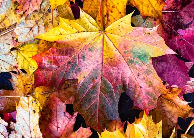 50 tinten herfst, de foto