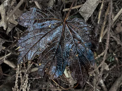 Blad to black, de foto