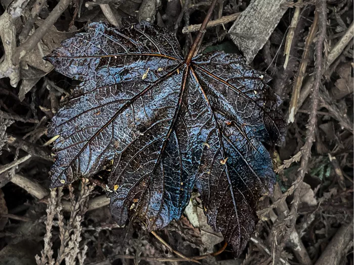 Donker esdoornblad met blauwe glans op droge takjes