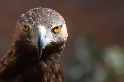 Indringende blik, de foto