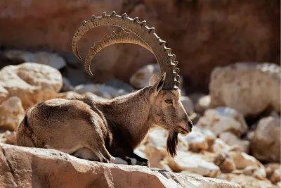 Nubische steenbok 5, de foto
