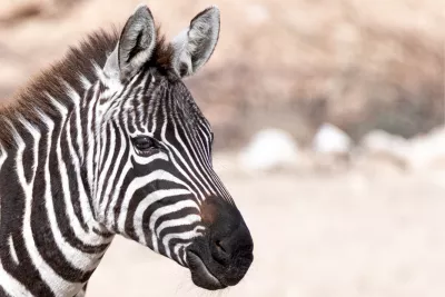 Zebraportret, de foto