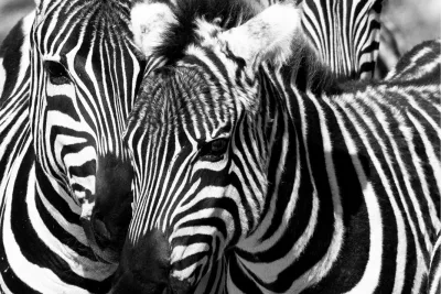 Zebra duoportret, de foto