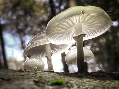 Porseleinzwammetjes, de foto