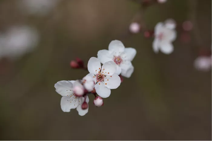 Trosje witte kersenbloesems met roze knopjes tegen een donkerbruine achtergrond