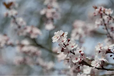Variaties Kersenbloesem 4, de foto