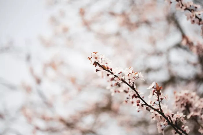 Schuin takje met witte en lichtroze kersenbloesems in een lichte waas