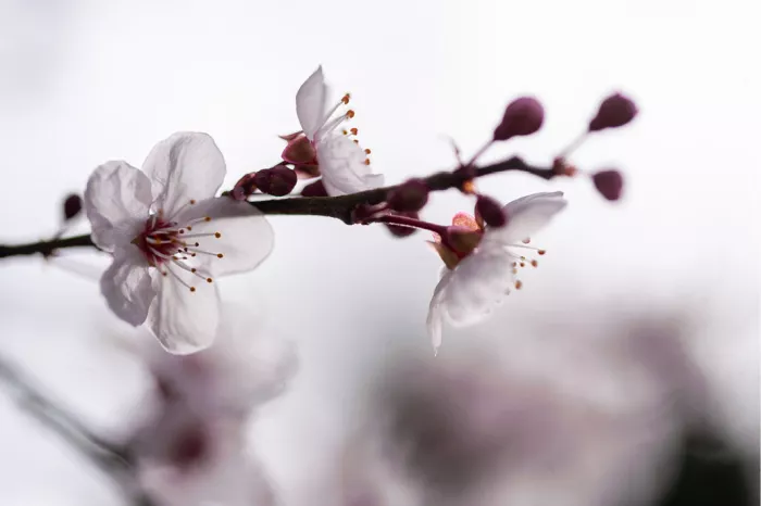 Twee witte kersenbloesems met roze meeldraden en donkerrode knopjes van dichtbij