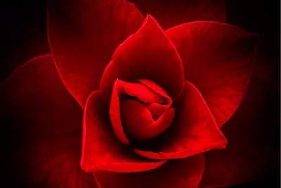 Power Flower 1, de foto
