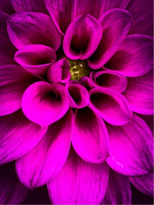 Power Flower 2, de foto