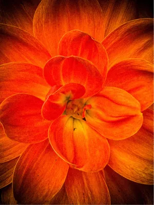 Power Flower 3, de foto