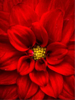 Power Flower 4, de foto
