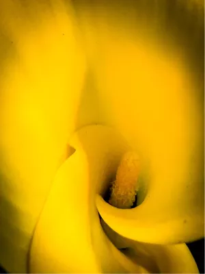 Power Flower 6, de foto