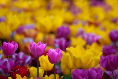 Dans van Geel en Roze, de foto