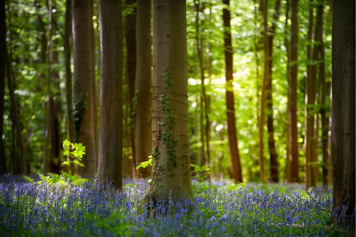 Beukenbos met zonlicht en een paars tapijt van boshyacinten