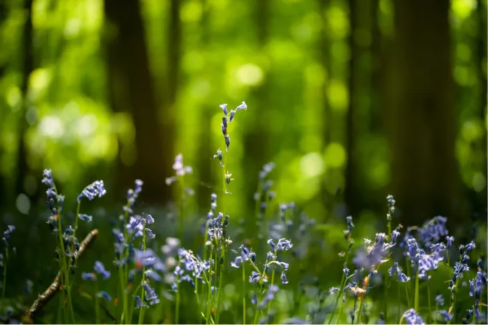 Lila boshyacinten op ooghoogte voor een felgroen verlicht bos