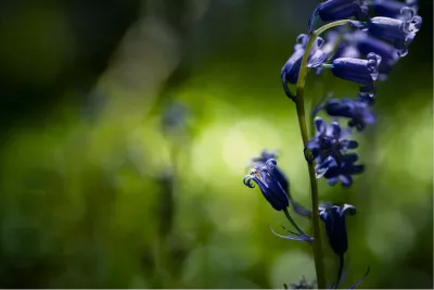 Op zoek naar de boshyacint 9, de foto