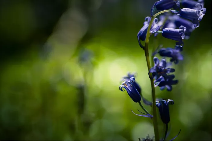 Stengel met diep paarsblauwe klokjes van een boshyacint tegen een groene waas