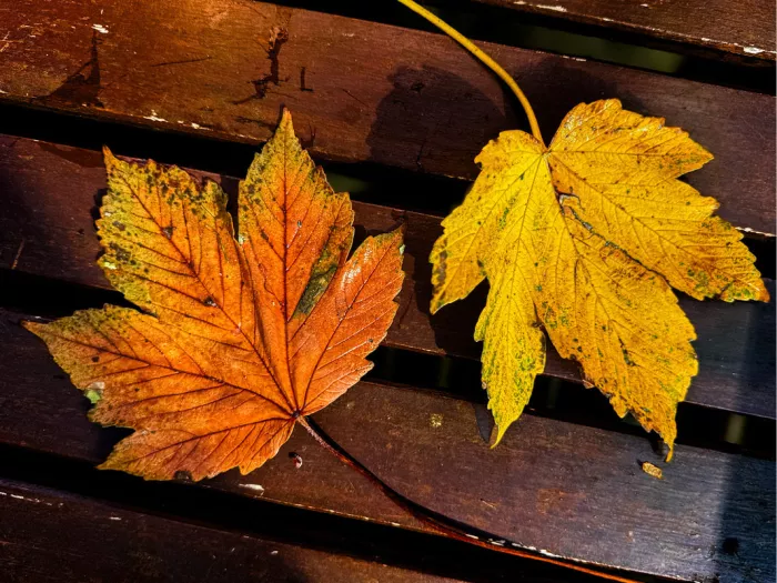 Oranje en goudgeel esdoornblad naast elkaar op een houten bank