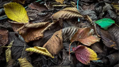 Stadia van herfst, de foto