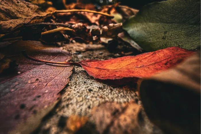 Rode en paarse herfstbladeren op de grond in close-up